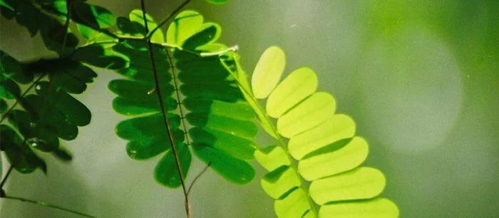 प्रकृति : प्रकृति के साथ ताल मेल आवश्यक